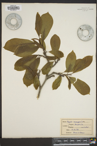 Magnolia soulangeana image