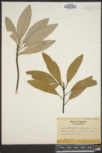 Magnolia viginiana image
