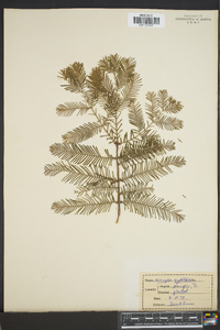 Metasequoia glyptostroboides image