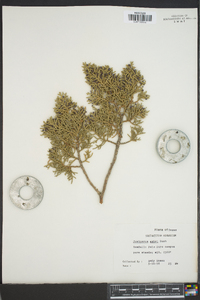 Juniperus ashei image