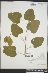 Smilax herbacea image