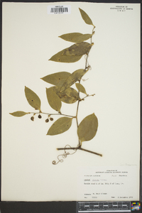 Smilax smallii image