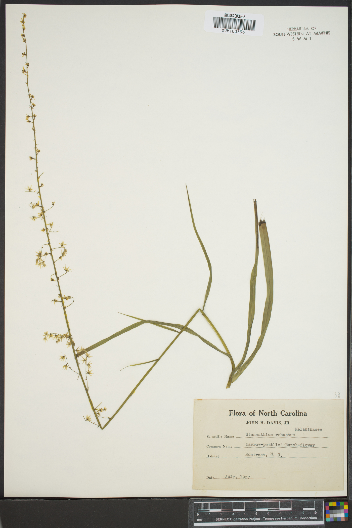 Stenanthium robustum image