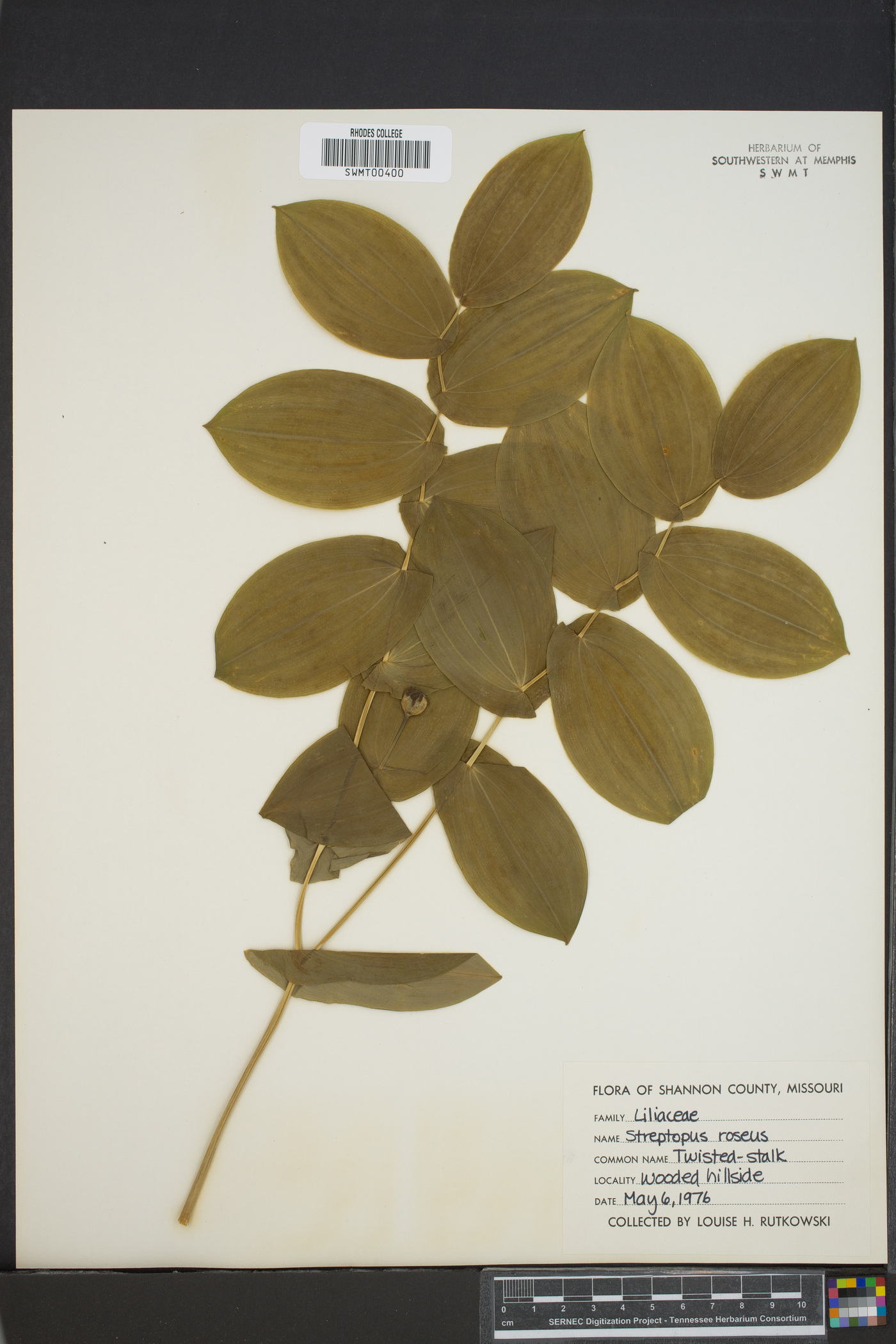 Streptopus roseus image