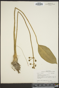 Sagittaria platyphylla image