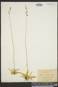 Aletris lutea image