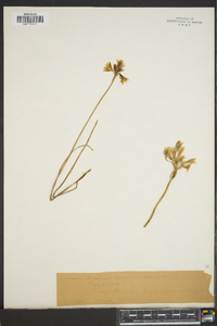 Brodiaea douglasii image