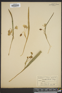 Calochortus caeruleus image