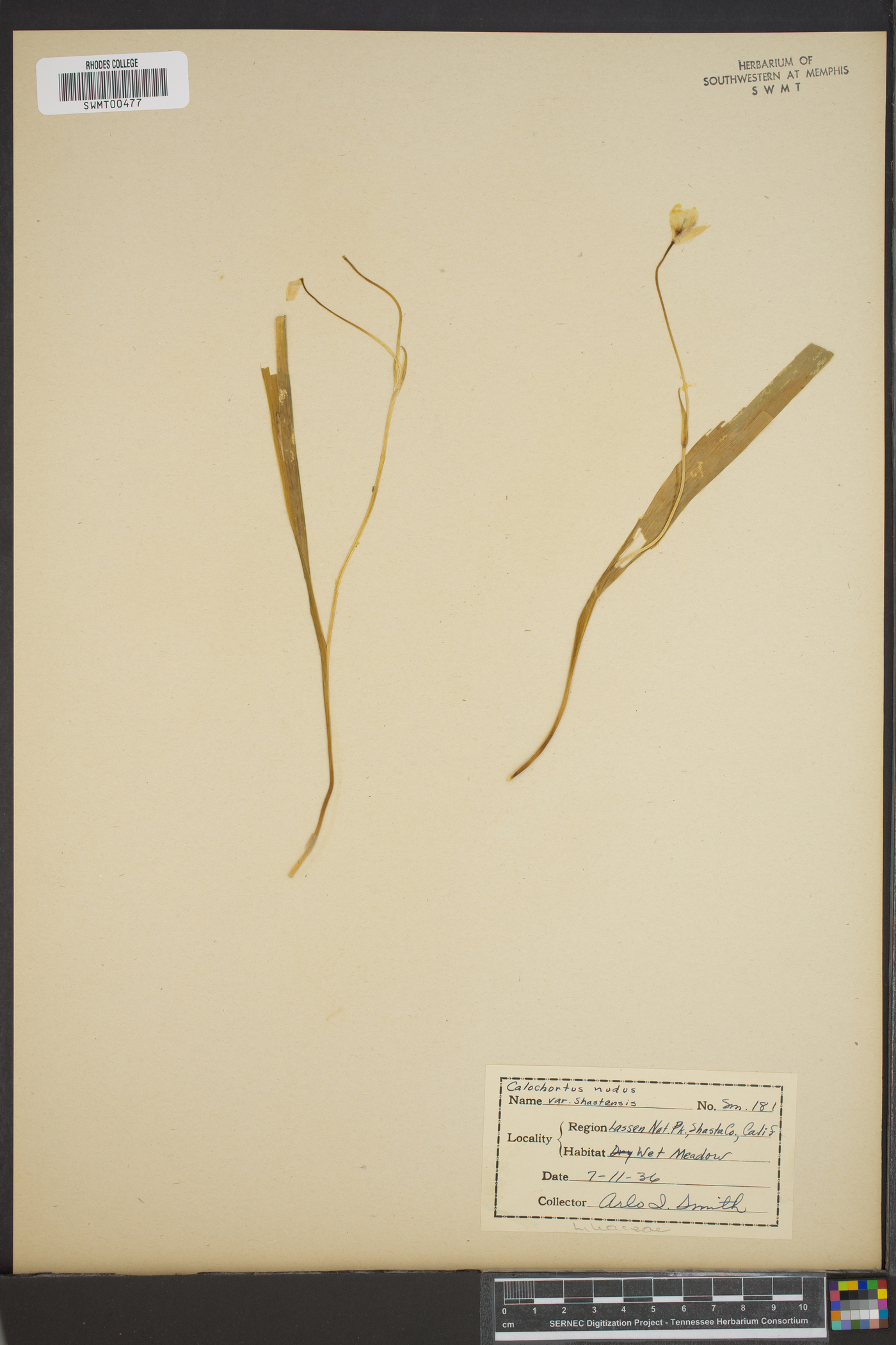 Calochortus nudus var. shastensis image