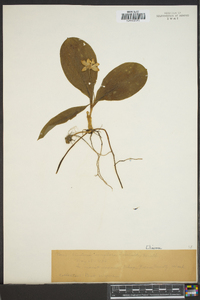 Clintonia uniflora image