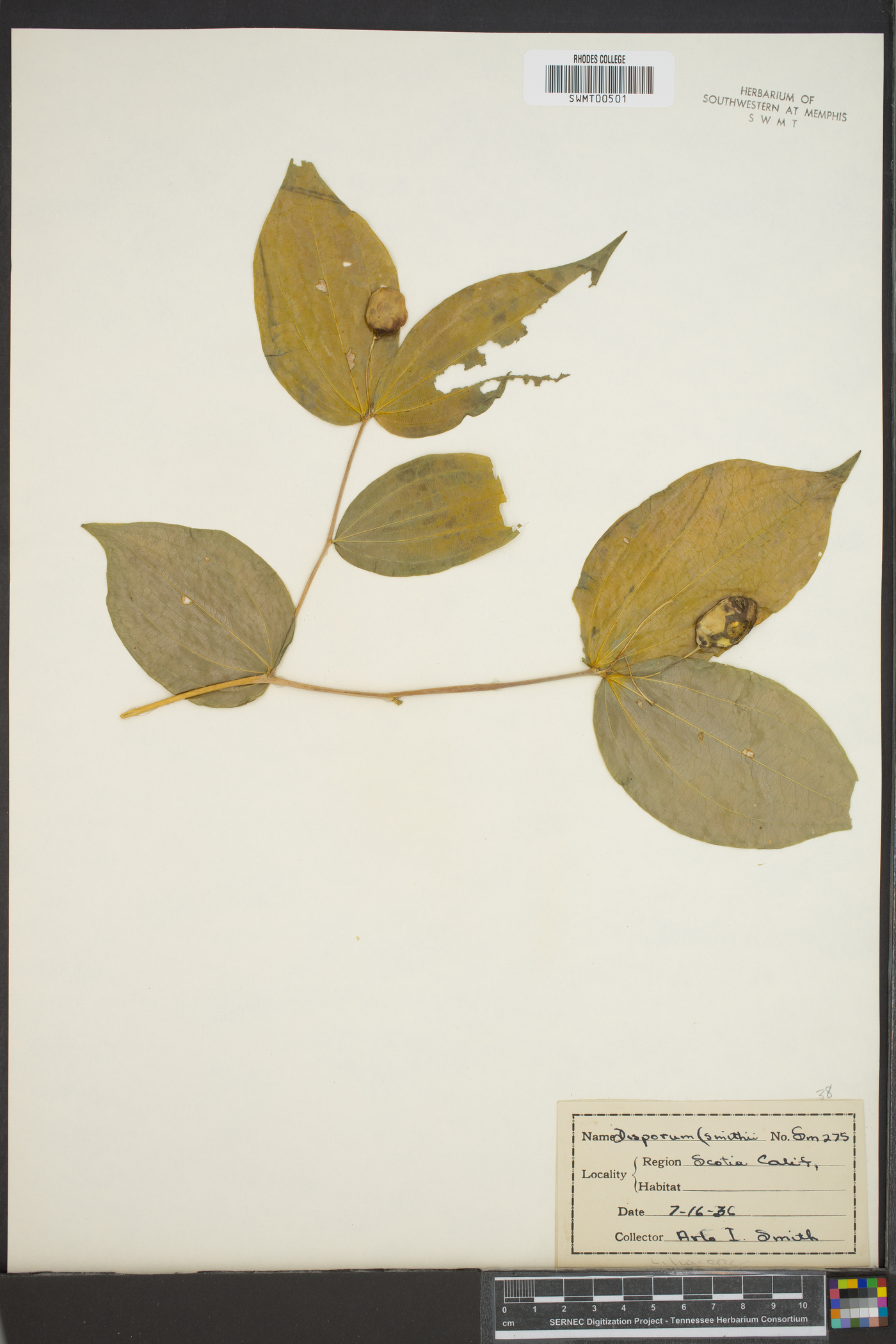 Disporum smithii image