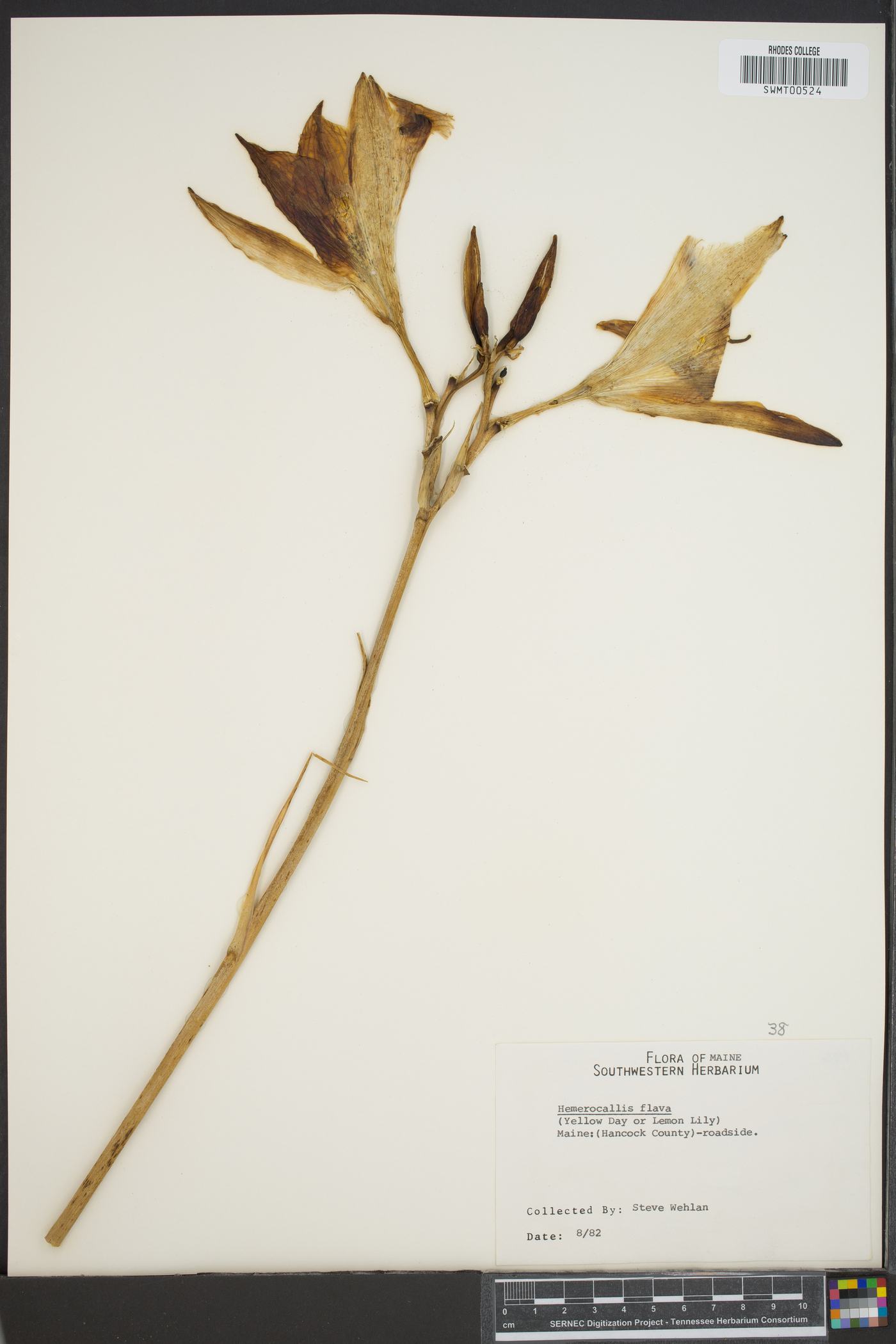 Hemerocallis flava image