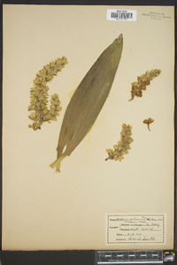 Veratrum californicum image