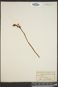 Corallorhiza maculata var. maculata image