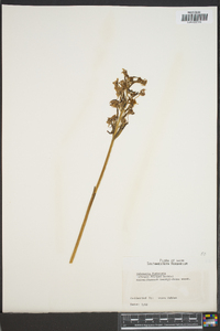 Habenaria fimbriata image