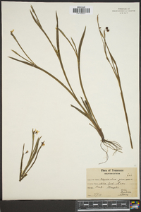 Sisyrinchium gramineum image