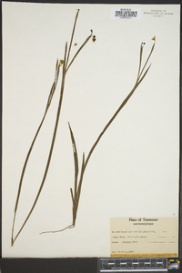 Sisyrinchium gramineum image