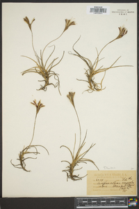 Tillandsia recurvata image