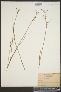 Juncus nodosus image