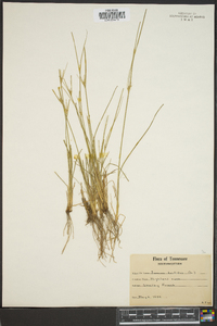 Juncus trifidus image