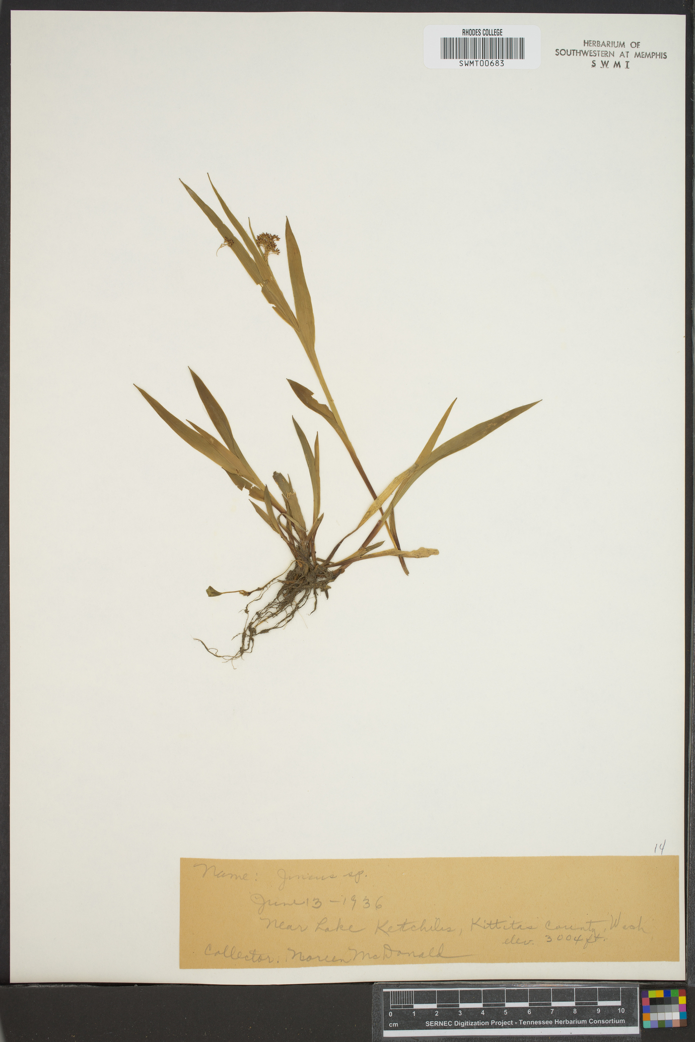 Juncus abjectus image