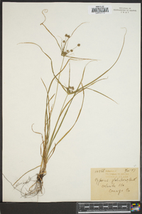 Cyperus globulosus image