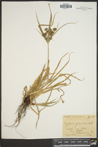 Cyperus globulosus image