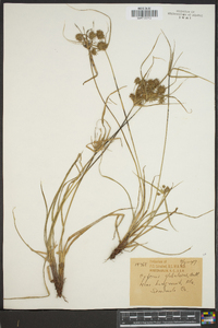 Cyperus globulosus image