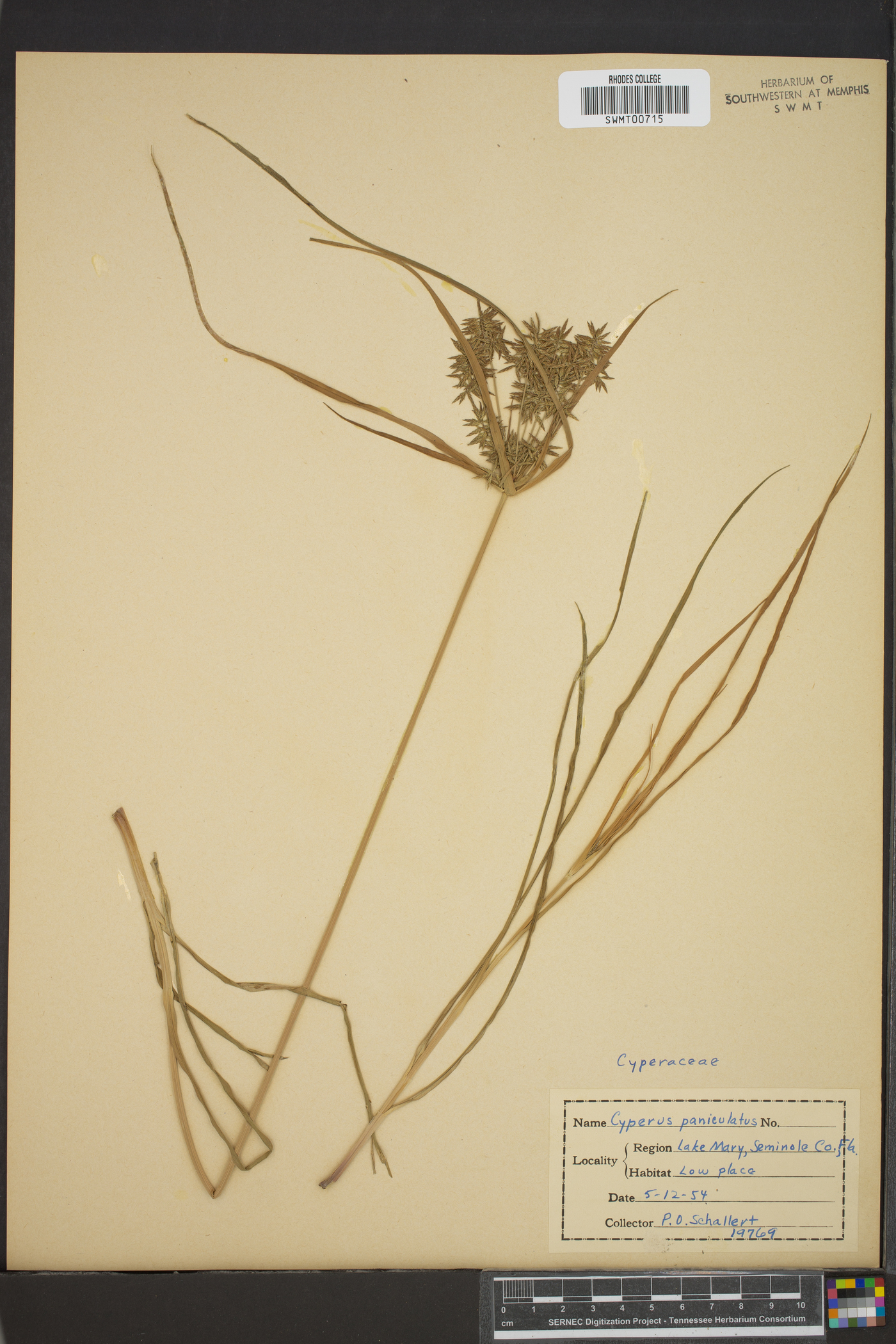 Cyperus paniculatus image
