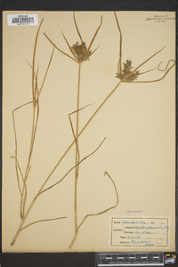 Cyperus paniculatus image