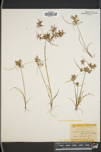 Cyperus polystachyos image