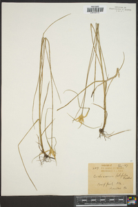 Dichromena latifolia image