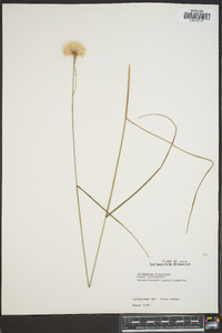 Eriophorum virginicum image