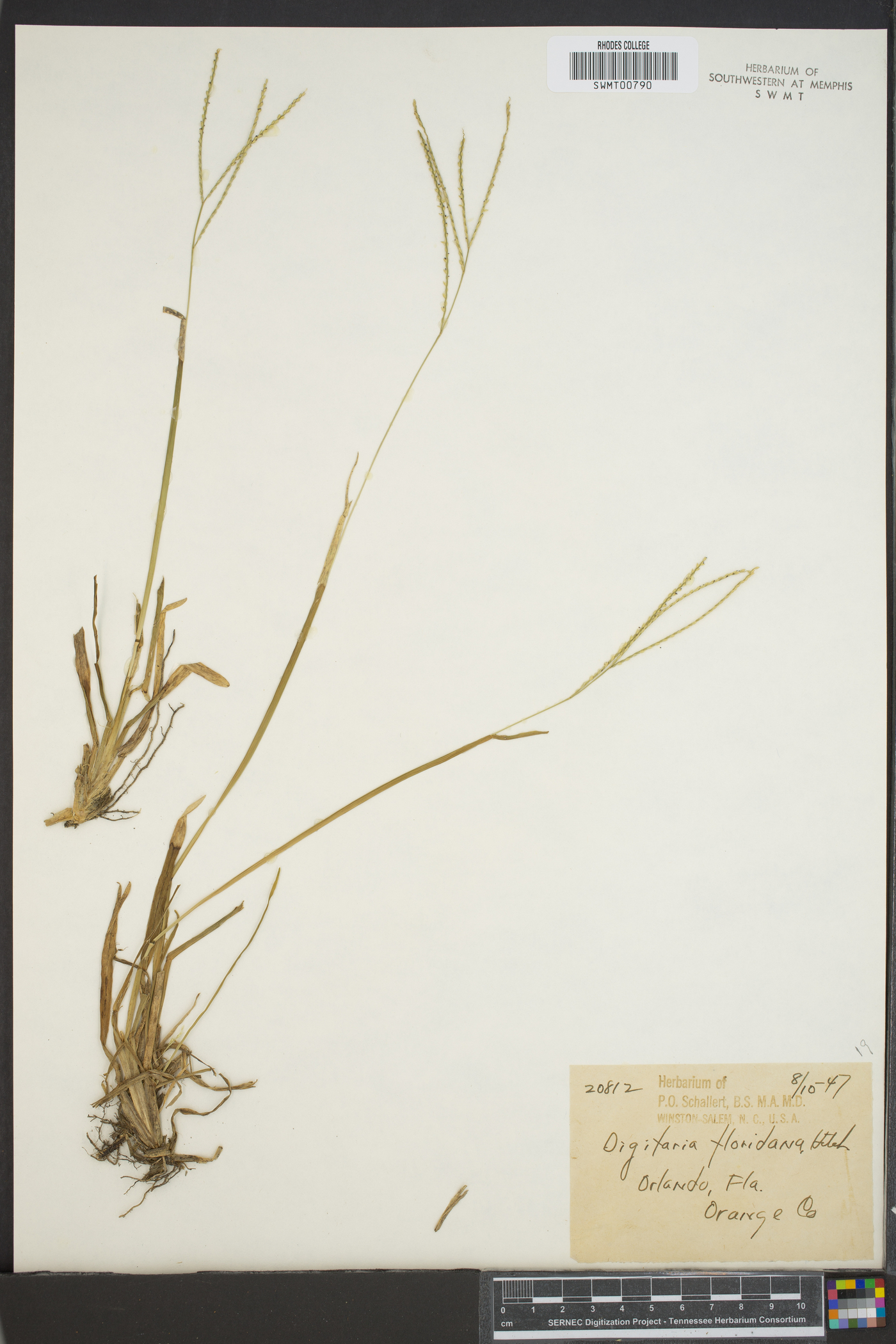 Digitaria floridana image