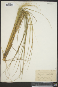 Eragrostis pectinacea var. pectinacea image