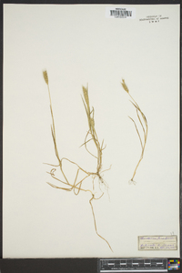 Hordeum secalinum image