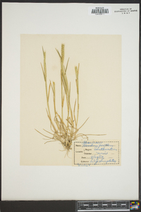 Hordeum pusillum image