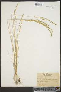 Lolium perenne subsp. multiflorum image