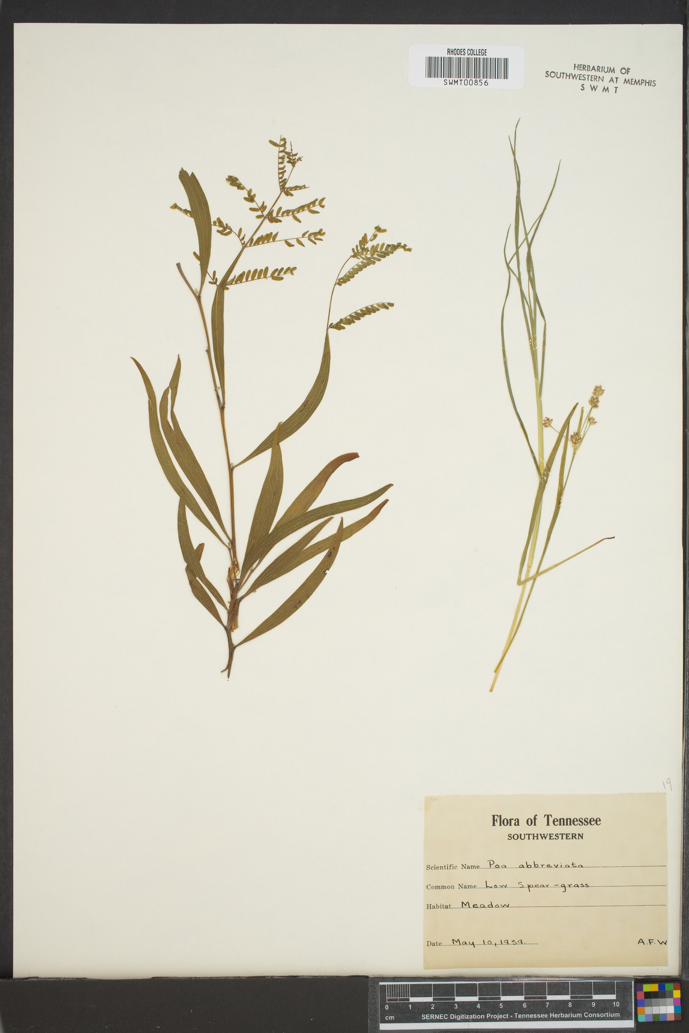 Poa abbreviata image