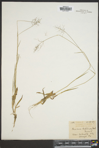 Panicum trifolium image