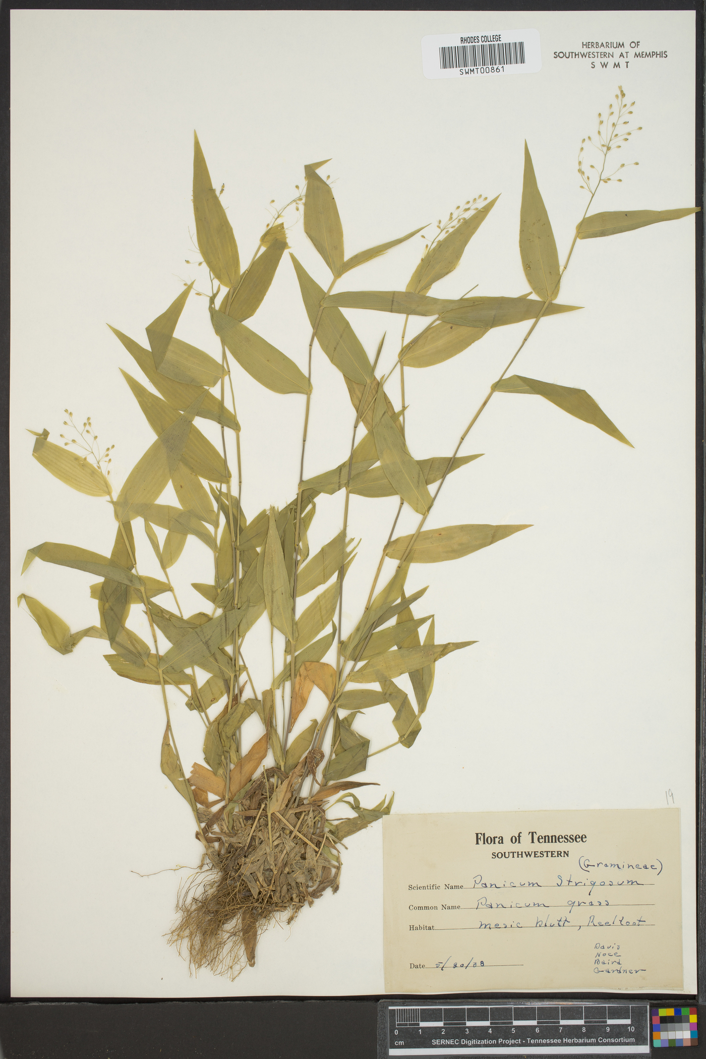 Panicum strigosum image