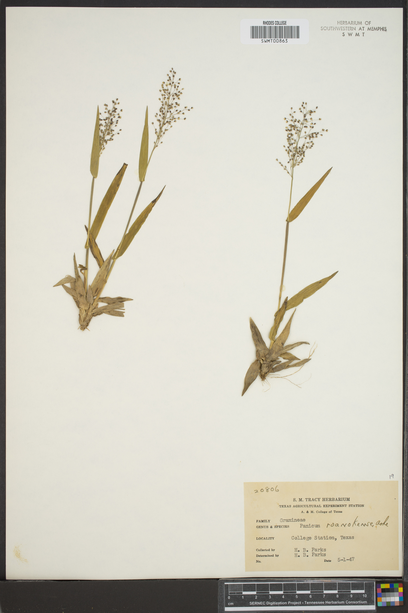 Panicum roanokense image
