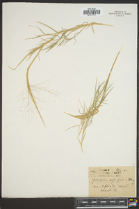 Muhlenbergia asperifolia image