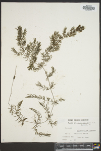 Ceratophyllum demersum image