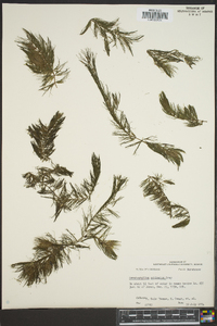 Ceratophyllum echinatum image