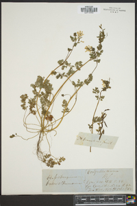 Corydalis aurea image