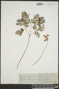 Dicentra cucullaria image