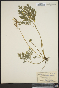 Dicentra formosa image