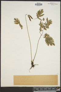 Dicentra formosa image