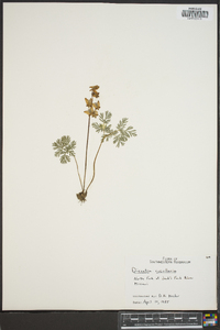 Dicentra cucullaria image